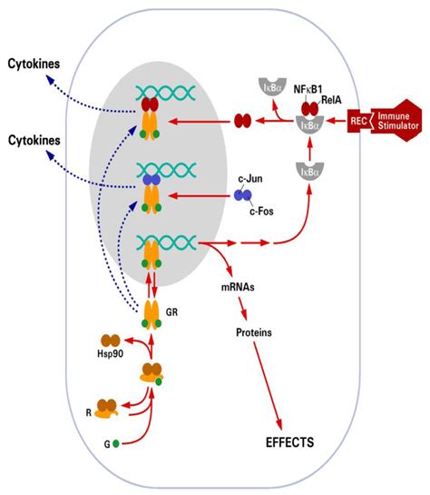 Toxins | Free Full-Text | The Glucocorticoid Receptor: A Revisited Target for Toxins