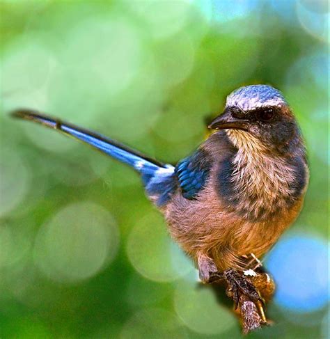 Florida Scrub Jay Photograph by Suzi Harr | Fine Art America