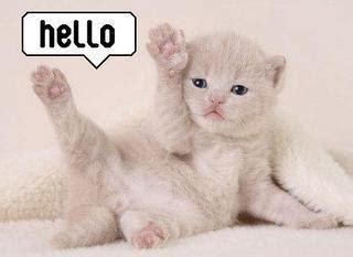 Hello Cat Says :: Hello! :: MyNiceProfile.com