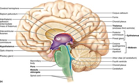 12.3 The diencephalon includes the thalamus, hypothalamus, and epithalamus