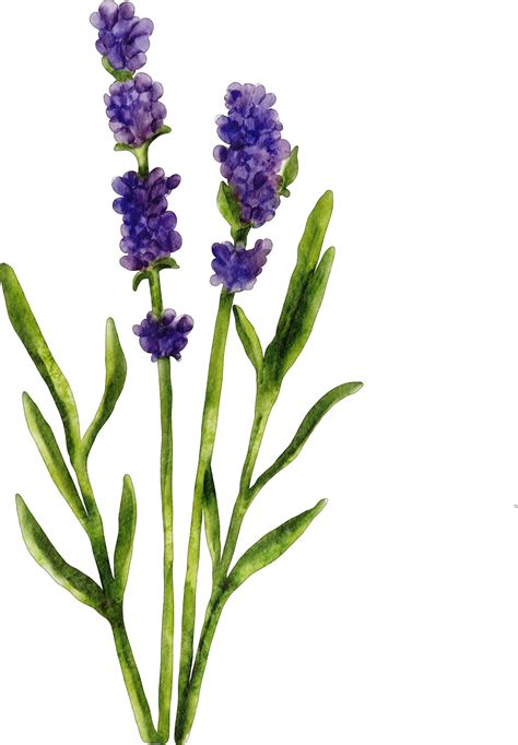 Lavender flowers png free png images