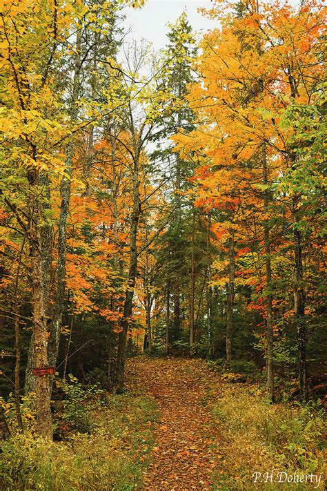 Arrowhead Lake Trail Photograph by Phill Doherty