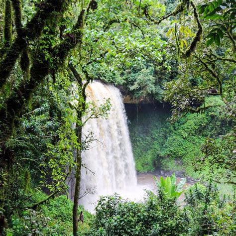 A Journey Through the Coffee-Growing Regions of the World and Their Un ...