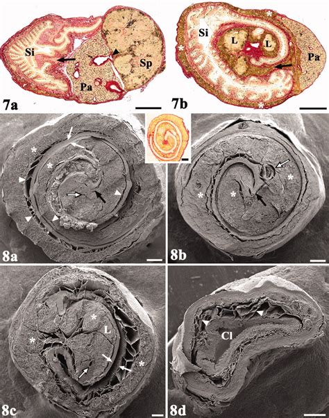 The Anatomy of the Gastrointestinal Tract of the African Lungfish, Protopterus annectens ...