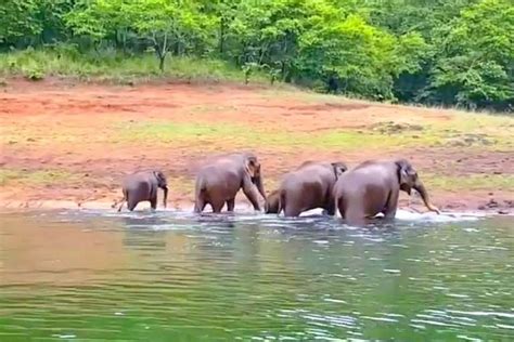 Periyar Wildlife Sanctuary in Kerala