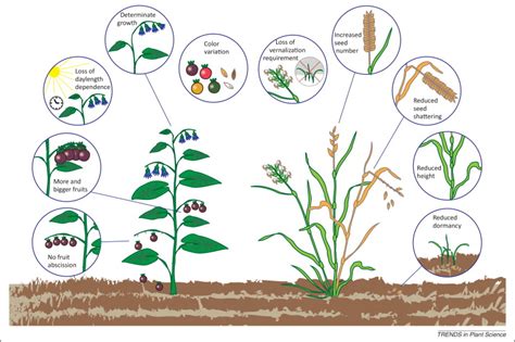 Molecular mechanisms involved in convergent crop domestication: Trends ...