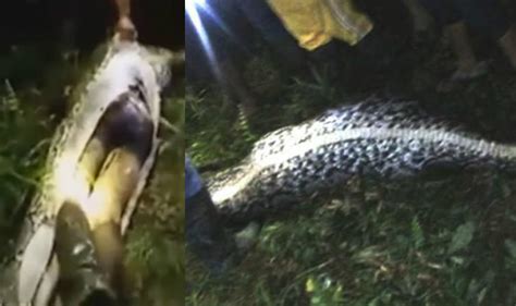 Giant python eats man: Missing Indonesian guy found inside seven-meter ...