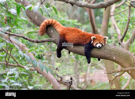 Red panda (Ailurus fulgens) sleeping on a branch, Chengdu Research and Reproduction Center ...