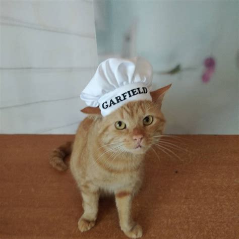 Chef Hat for Cat Personalized Chef For Pets Pets Costume | Etsy