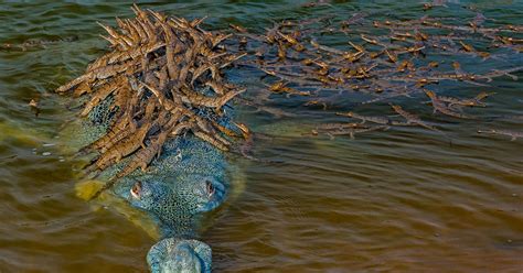 Crocodile Dad Gives Over 100 Babies a Ride on His Back | PetaPixel