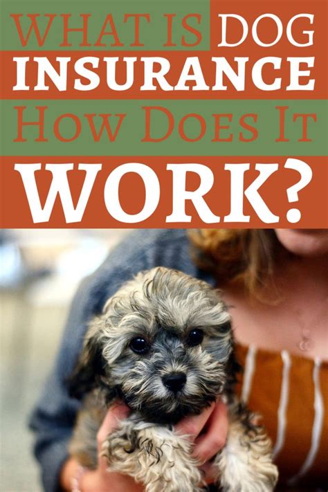 How to Find the Best Dog Insurance | Dog insurance, Dogs, Puppy insurance