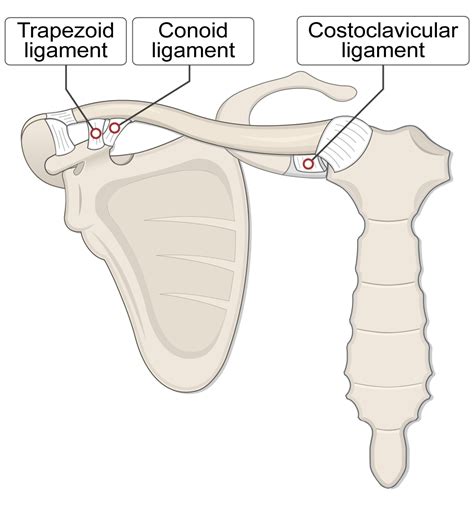 Clavicle Bone (Lesson) – Human Bio Media