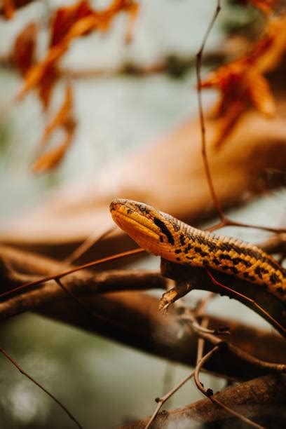 240+ Anaconda Face Closeup Stock Photos, Pictures & Royalty-Free Images - iStock