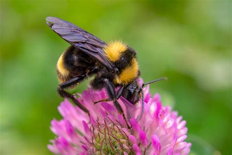 Types Of Ground Bees