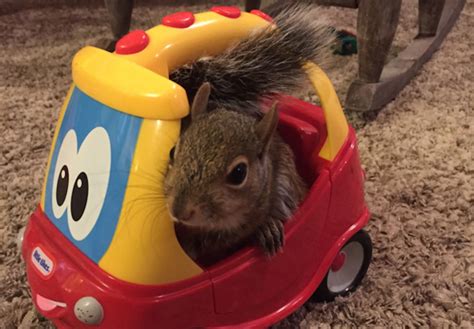 Adorable squirrel in need of rescue finds a new friend