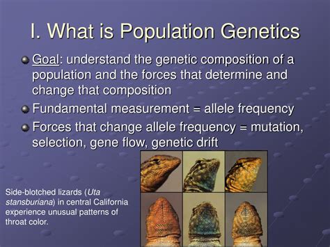 PPT - Population Genetics PowerPoint Presentation, free download - ID ...