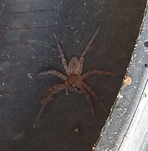 Dolomedes tenebrosus (Dark Fishing Spider) in Virginia beach, Virginia ...