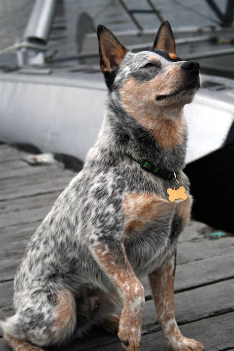 Australian Cattle Dog Blue Heelers, Red Heeler, Aussie Cattle Dog, Australian Cattle Dogs ...