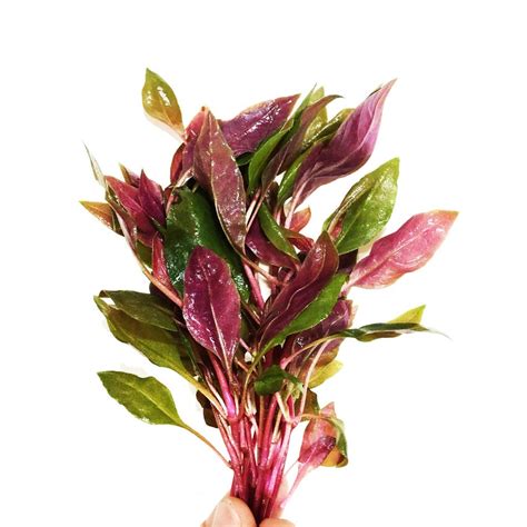 Alternanthera Rosaefolia Bunched Live Plant | Fast Delivery Abyss Aquatics UK