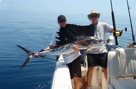 Sailfish - Description, Habitat, Image, Diet, and Interesting Facts