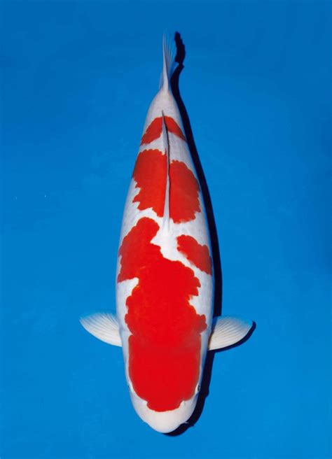 Kohaku - Guide to Koi Breeds > Hanover Koi Farms