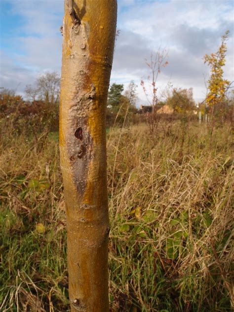 Ash Dieback Disease – The Giddings