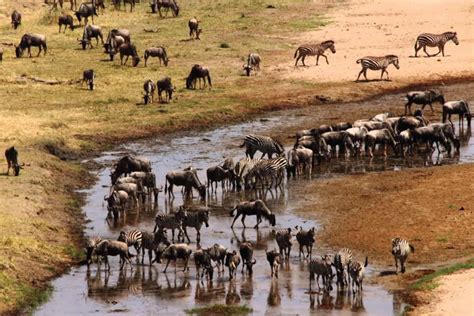 3 days to Lake Manyara Safari | Lake Manyara National Park