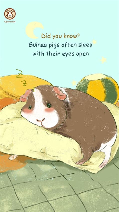 a brown and white guinea pig sleeping on top of a pillow with the ...