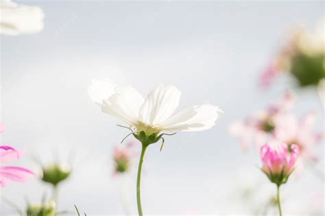 Premium Photo | White cosmos flower in the garden