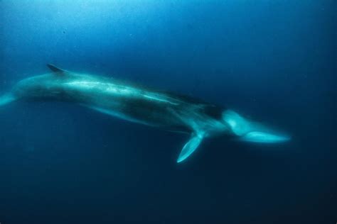 Fin Whale in May 2018 by Stas Zakharov · iNaturalist