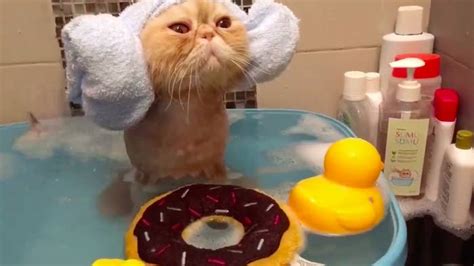 Let This Cat Taking A Bath Show You How To Live Your Best Life