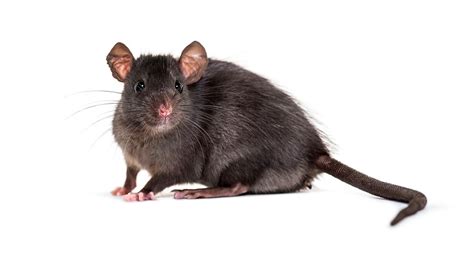 How many RATS are in London 2020/21?