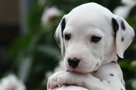 Cute Dalmatian Puppy : r/aww