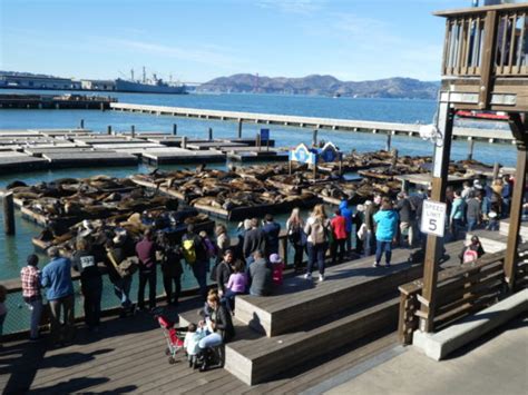 Fisherman's Wharf, San Francisco: Sea Lions and Sourdough