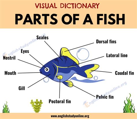 Parts of A Fish: Different Parts of A Fish with Functions & ESL Picture - English Study Online