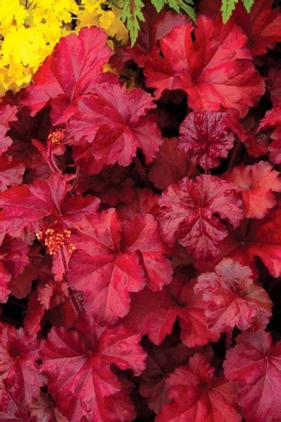 Growing the fire chief heuchera (Heuchera), perennial, annual, herbaceous, ornamental, flowering ...