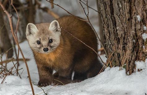 Can the American marten make a comeback in Pennsylvania? | Wildlife & Habitat | bayjournal.com