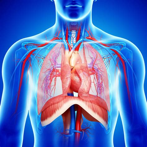 Diaphragm: Anatomy, Function, and Treatment