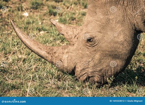 A White Rhino Eating Grass during a Safari in the Hluhluwe - Imfolozi ...