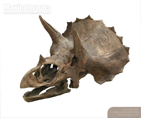 Photo of Triceratops Skull | Stock Image MXI23404