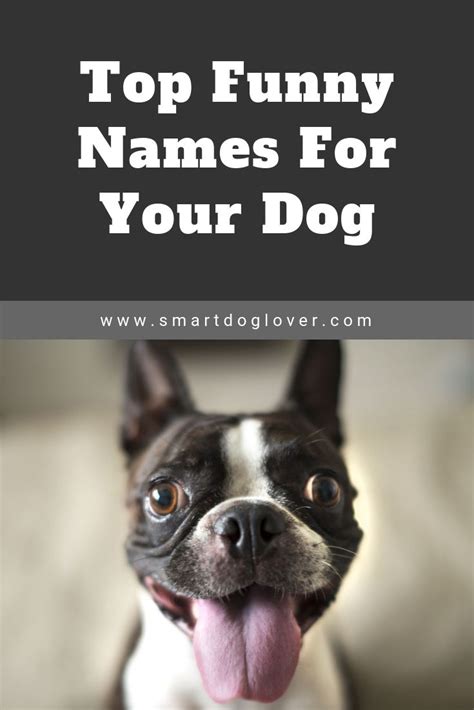 Funny Dog Names | Funny dog names, Dog names, Punny dog names