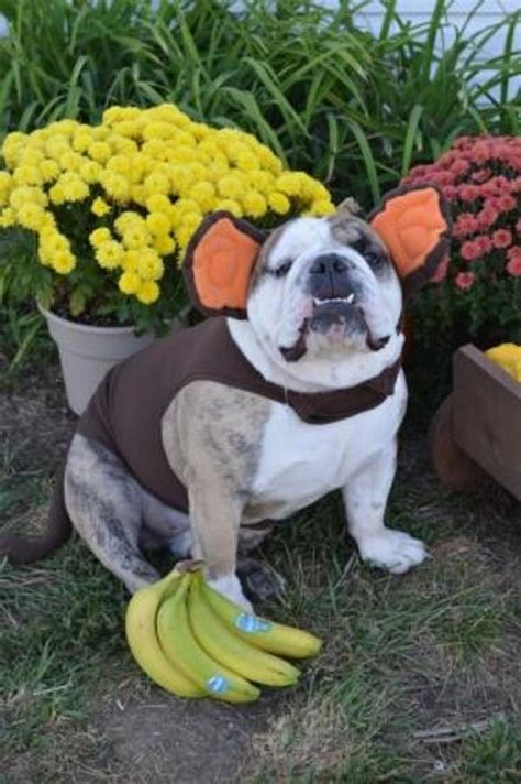 Monkey Dog Costume by Doggie Design | BaxterBoo