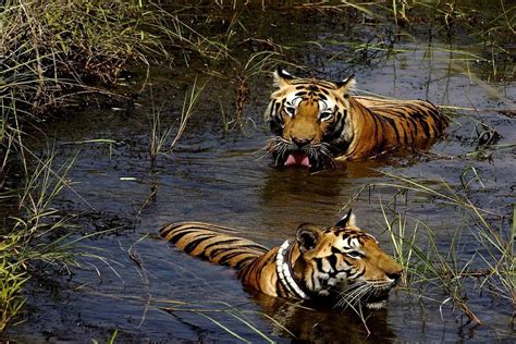 Explore the Indian National Parks and Know More about Wildlife | Shikhar Blog