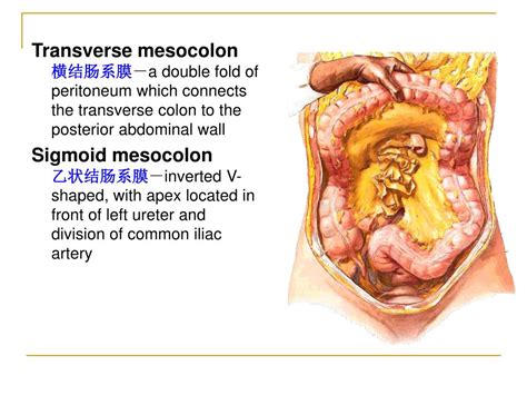 PPT - The peritoneum 腹膜 PowerPoint Presentation - ID:746252