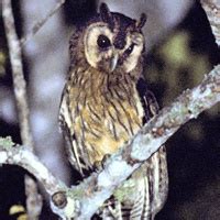 Jamaican Owl (Pseudoscops grammicus) - Information, Pictures - The Owl Pages