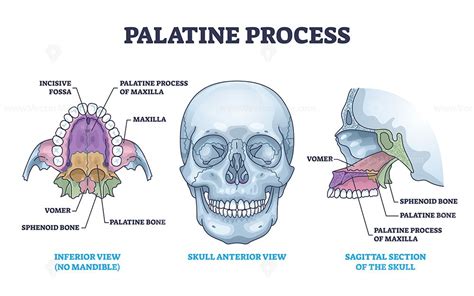 Palatine process section anatomy with maxilla structure outline diagram. Labeled educational ...