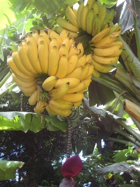 Pin on Indonesian Fruits and Vegetables