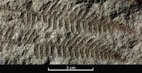 Fossils - British Geological Survey