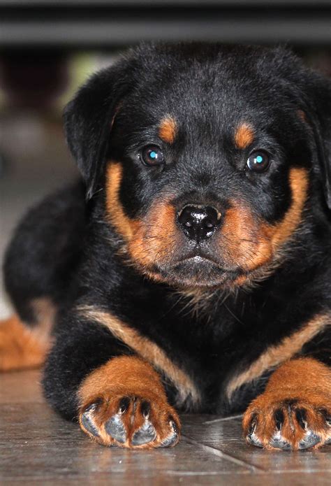 Rottweiler Puppy Wallpaper - WallpaperSafari