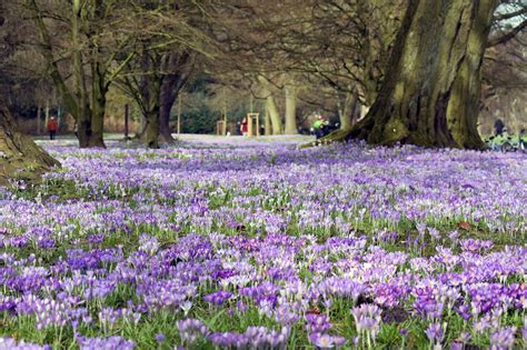 Free Images : blossom, field, meadow, flower, purple, park, botany, garden, flora, wildflower ...